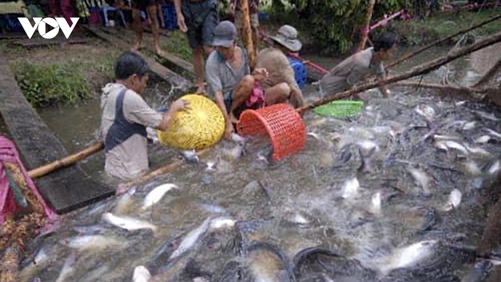 Mùa nước nổi, nông dân Đồng Tháp nuôi cá tra lãi gần 10.000 đồng/kg