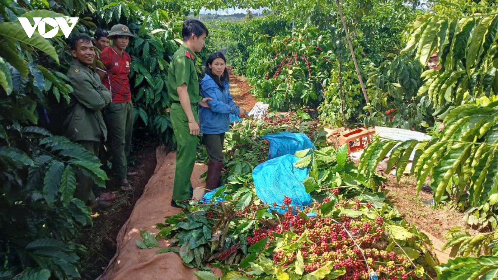 Bắt quả tang người phụ nữ cắt trộm cà phê ở Gia Lai