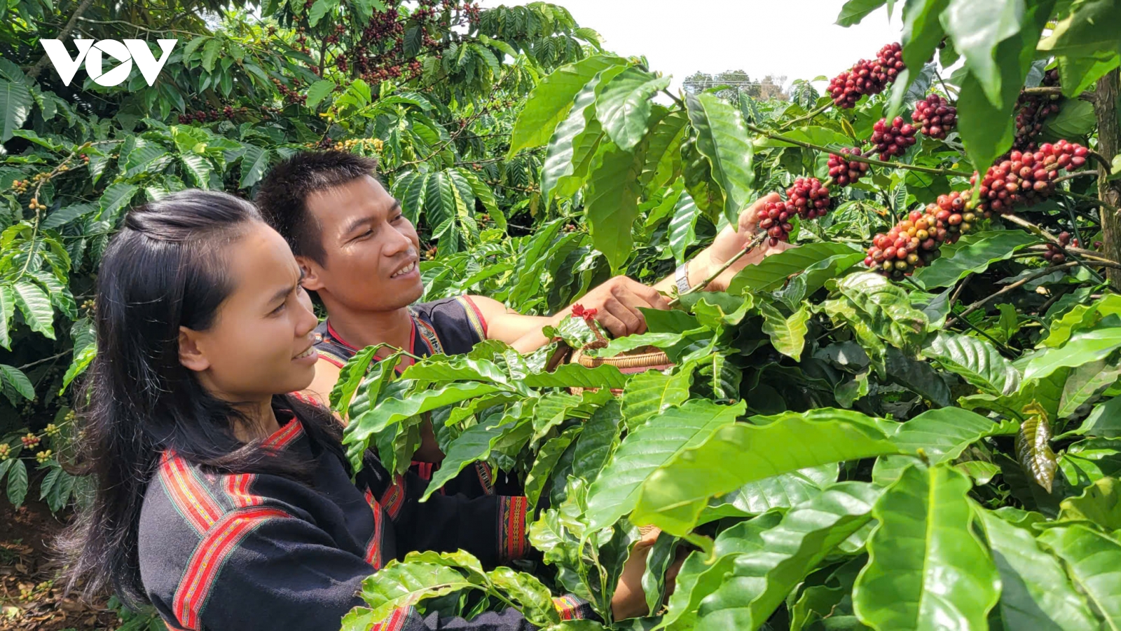 Người trẻ dân tộc thiểu số tại Gia Lai tự tin khởi nghiệp