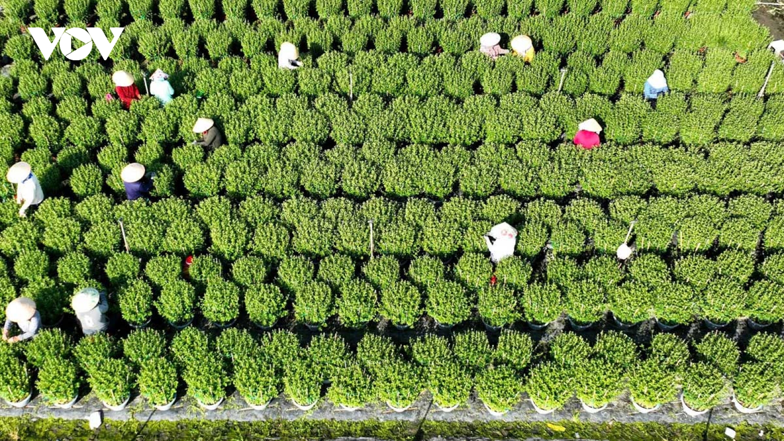 Nâng tầm nông sản từ "ngon - bổ - rẻ" thành quà tặng hạng sang