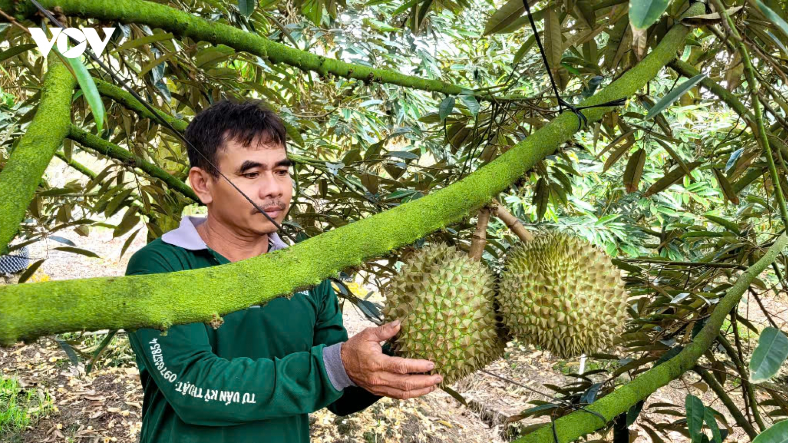 Đồng Tháp ứng dụng giải pháp đẩy lùi chất cadimi trong vườn sầu riêng