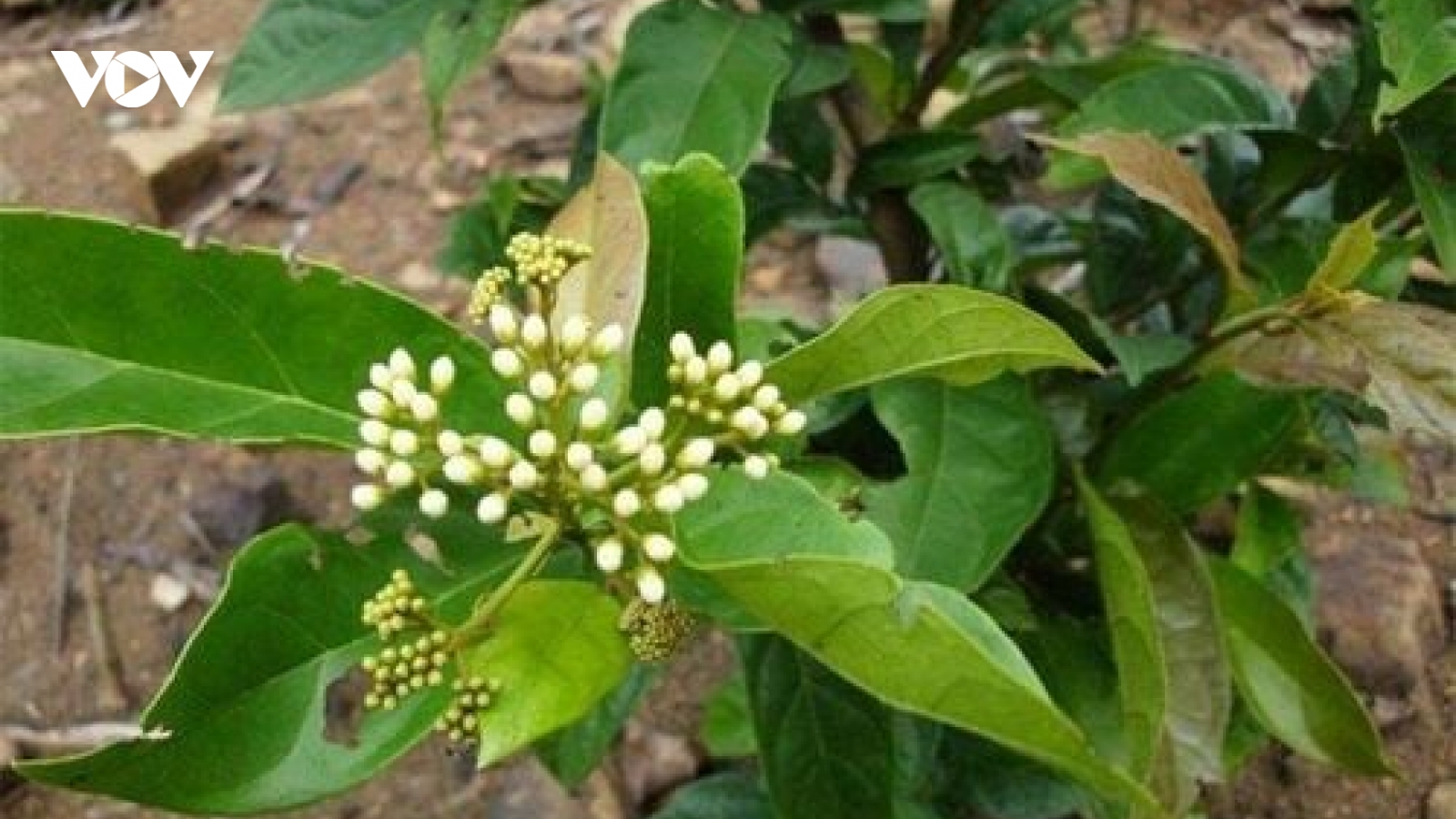 Xạ đen có thật sự “quý” như lời truyền miệng?