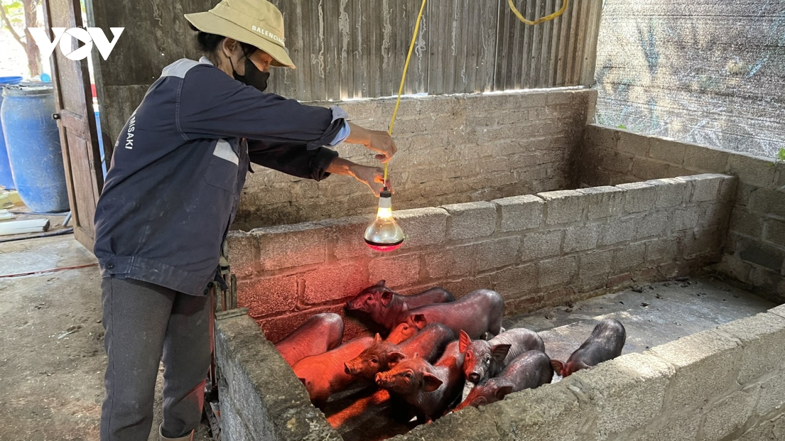 Nông dân vùng cao giữ ấm cho cây trồng, vật nuôi để đảm bảo nguồn hàng dịp Tết