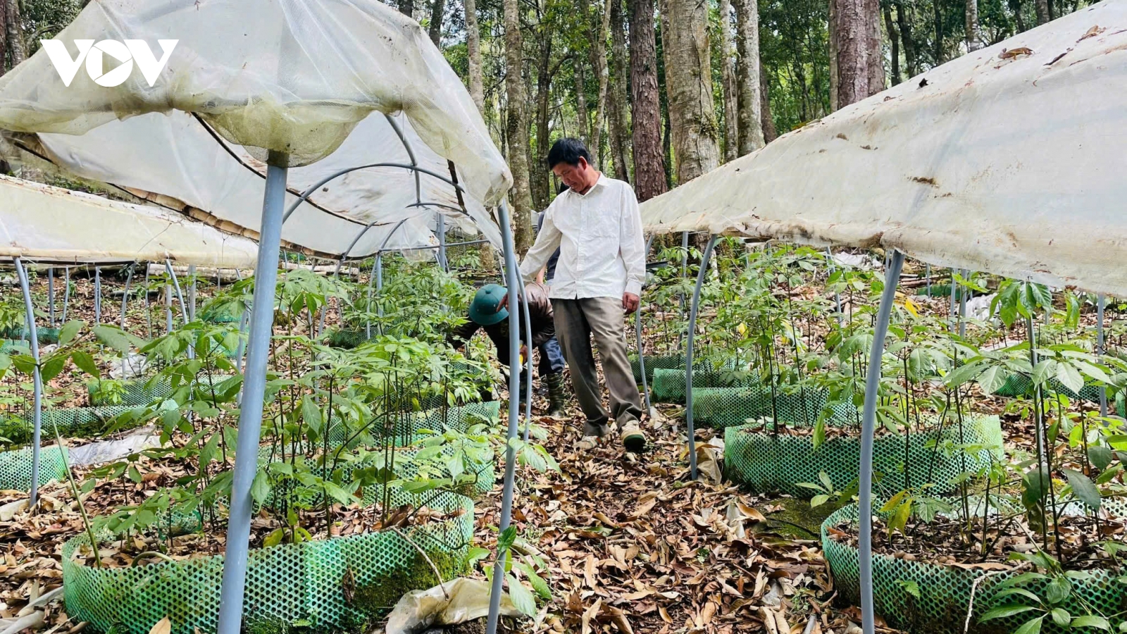 Người dân vùng cao Quảng Ngãi biến rừng xanh thành sinh kế xanh