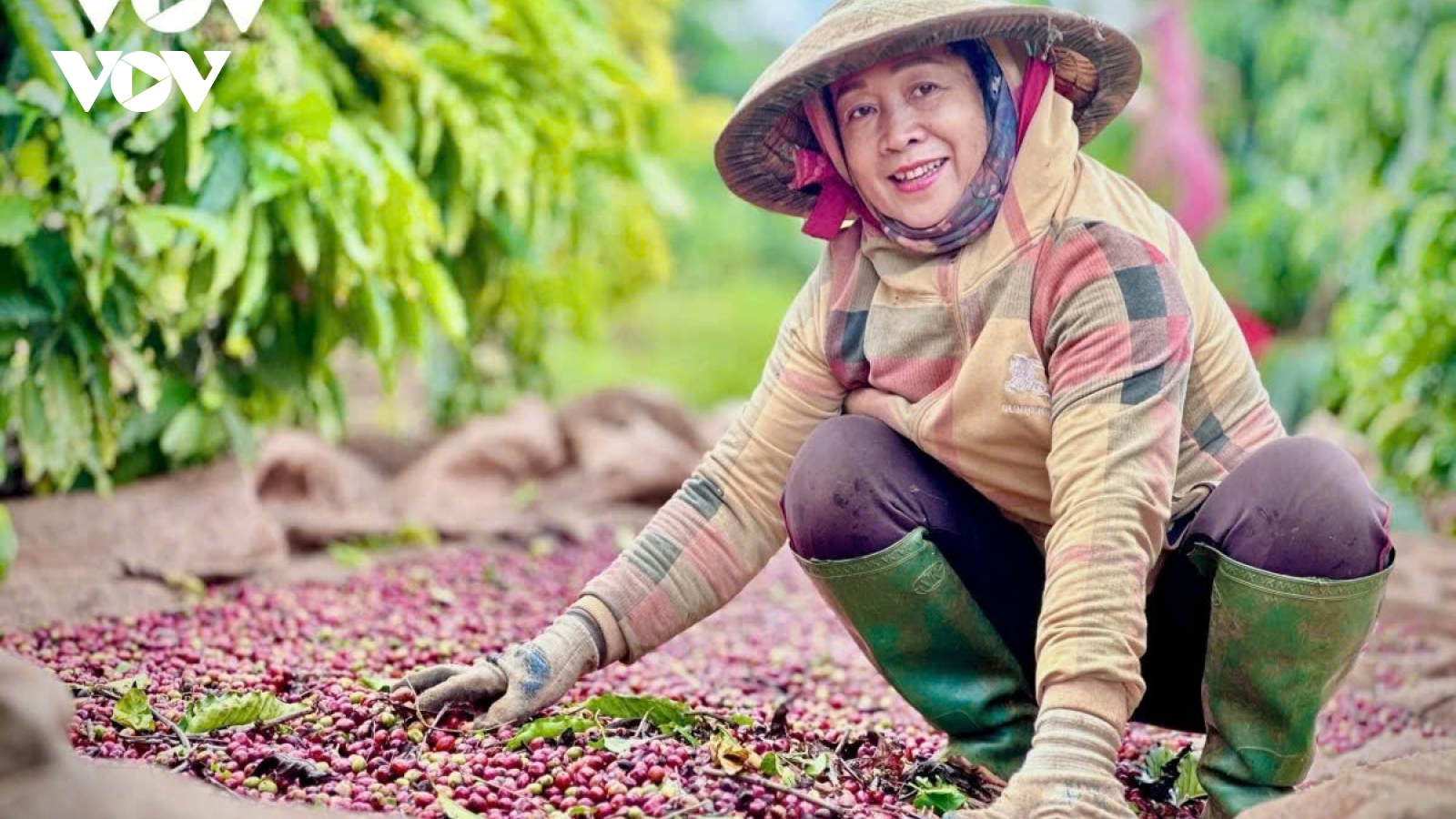 Giá cà phê hôm nay 7/12: Giá cà phê trong nước cao nhất là 103.000 đồng/kg