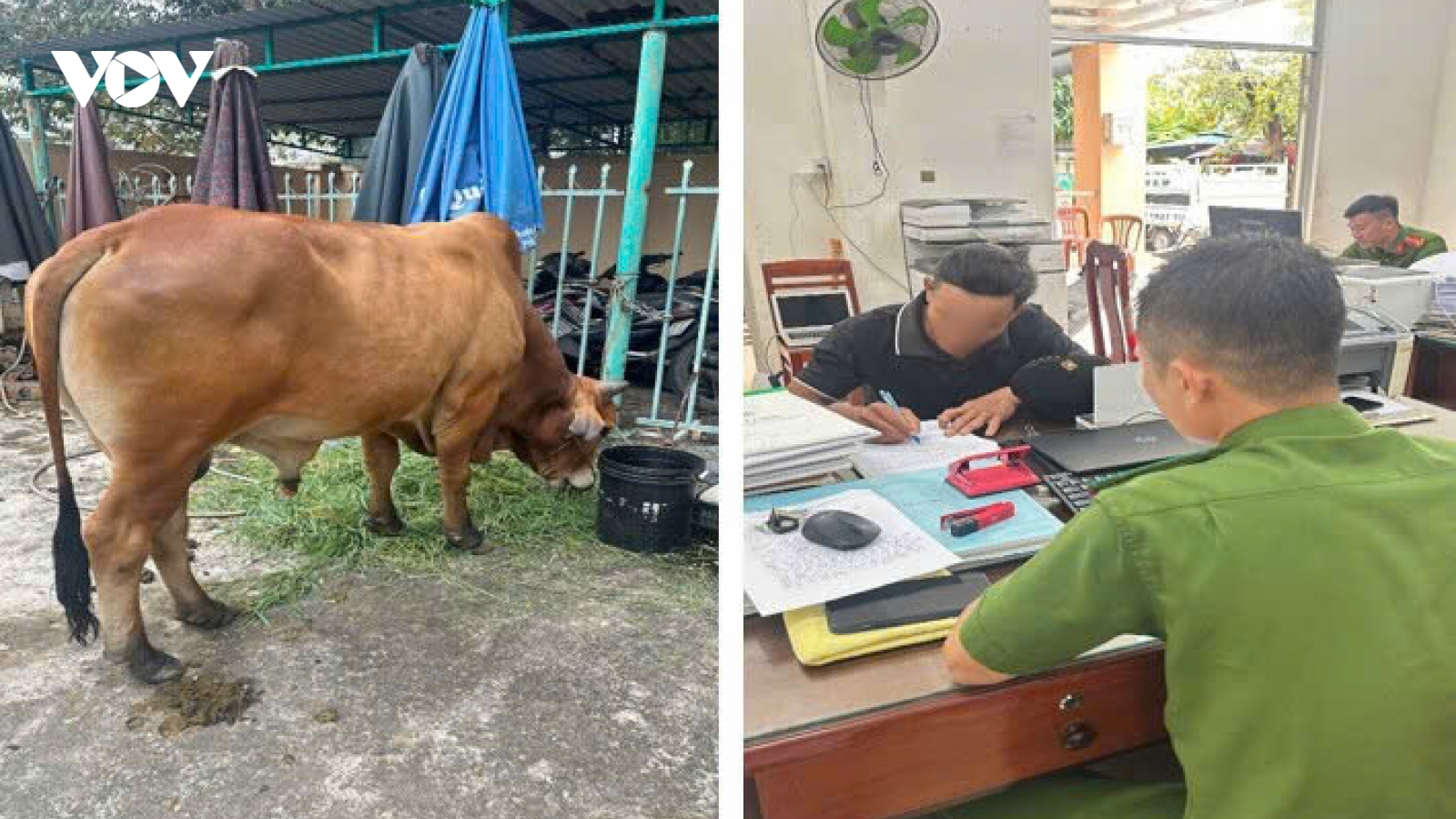 Thả rông bò trên đường, chủ bò bị xử phạt