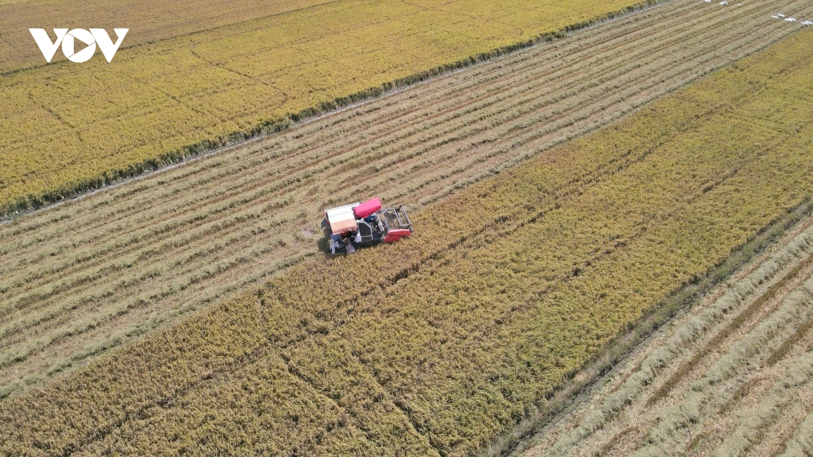 Thay đổi tư duy để thích ứng - Kinh tế nông nghiệp ĐBSCL hướng về "con đường lớn"