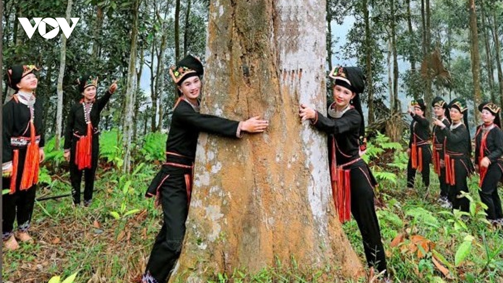 Cây quế nâng tầm, cuộc sống vùng cao Lào Cai thay đổi