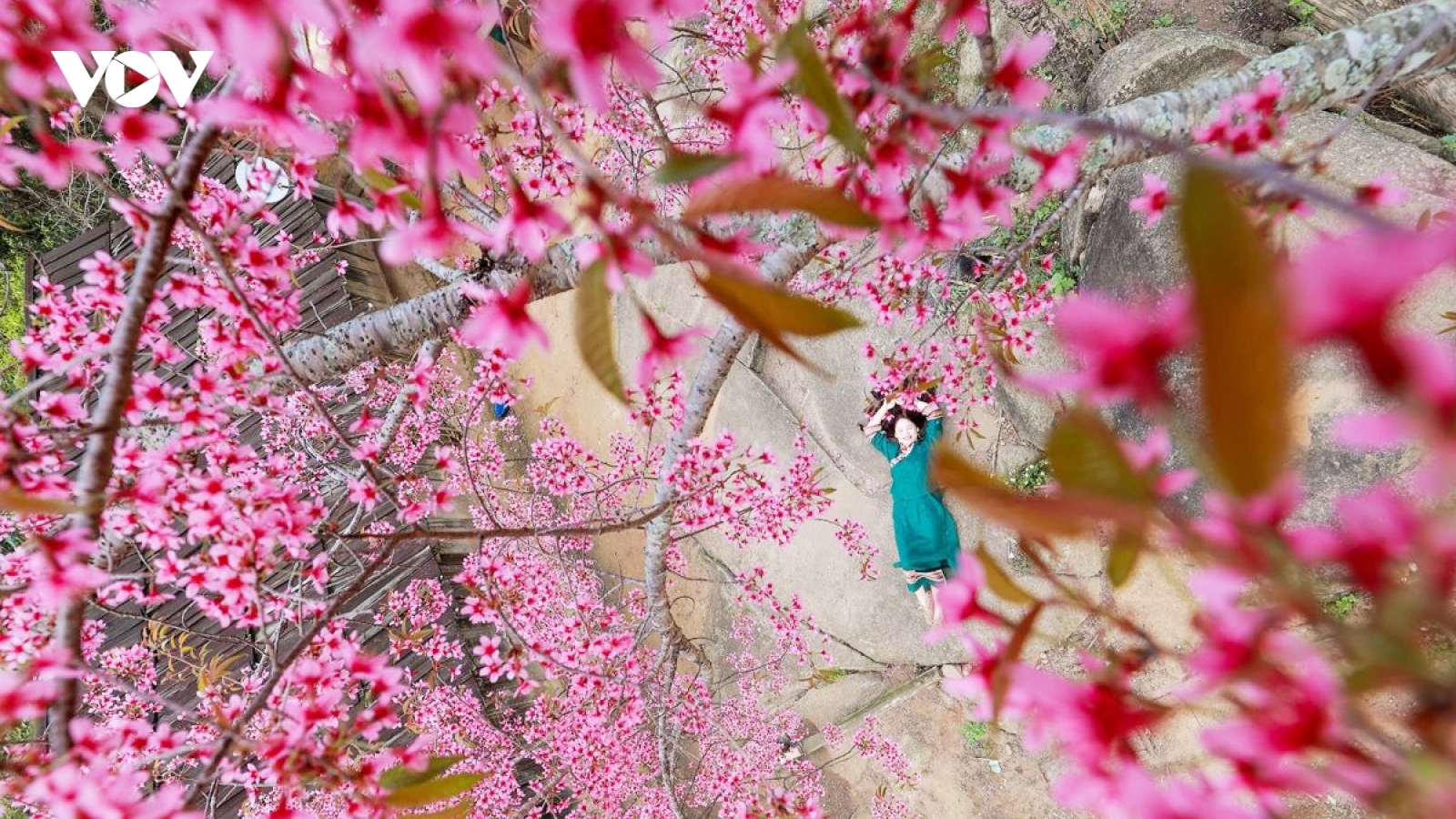 Cherry blossoms bloom in border region, heralding spring