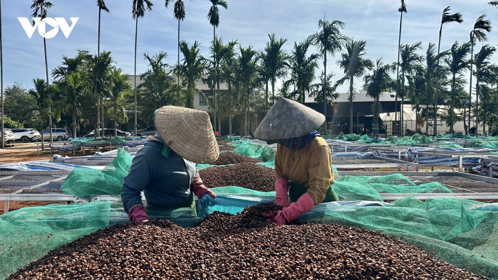 Đắk Lắk giữ đà tăng trưởng nông nghiệp trong bối cảnh nhiều khó khăn