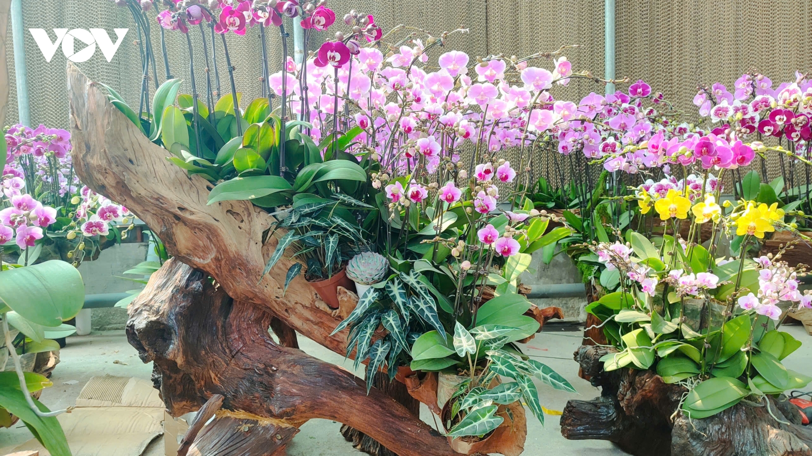 Làng hoa lớn nhất Quảng Ninh nhộn nhịp vào vụ Tết