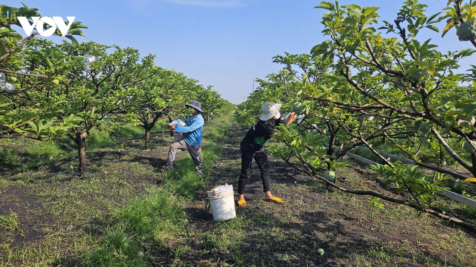Nghịch lý liên kết nông nghiệp: Nông dân chịu "thiệt kép", hợp tác xã loay hoay