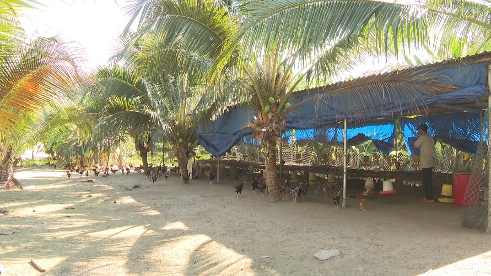 Tỷ phú nuôi gà dưới tán dừa xiêm xanh ở tỉnh Lâm Đồng