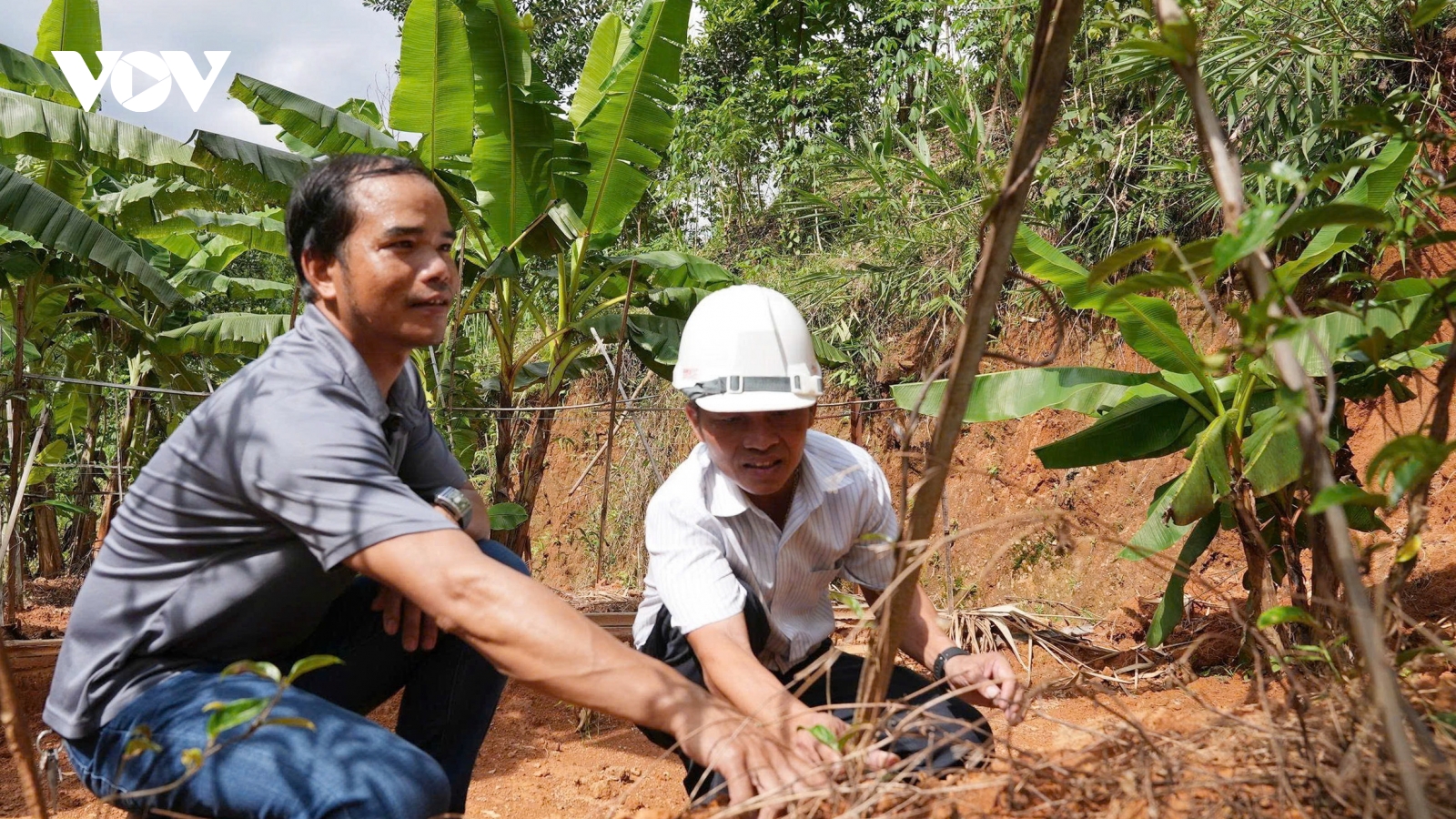 Đảng viên miền núi Đà Nẵng nêu gương trong phát triển kinh tế