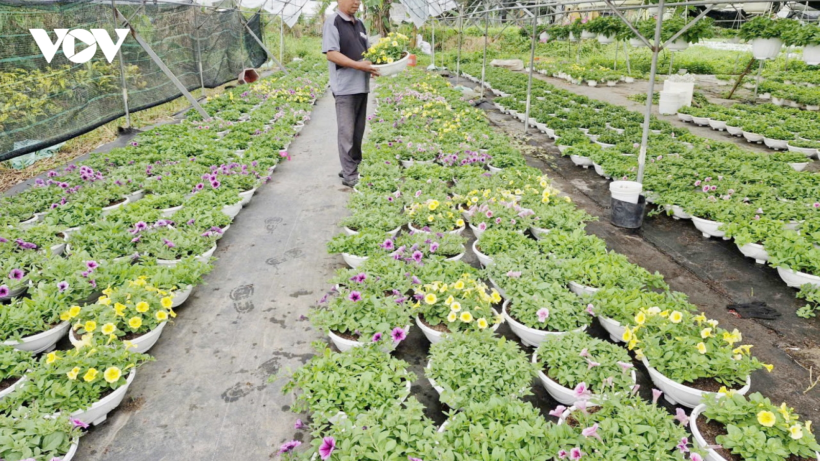 Hoa Tết ở Đà Nẵng được mùa, được giá