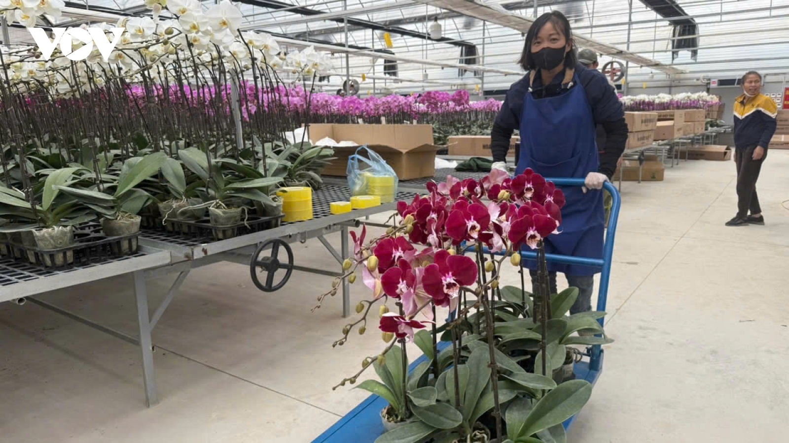 Thái Nguyên: Sắc xuân trên những vườn lan