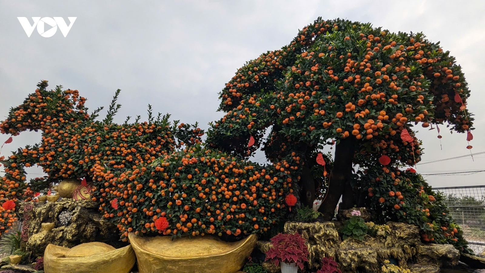 Ngựa quýt độc bản hút khách chơi cây cao cấp dịp Tết Bính Ngọ