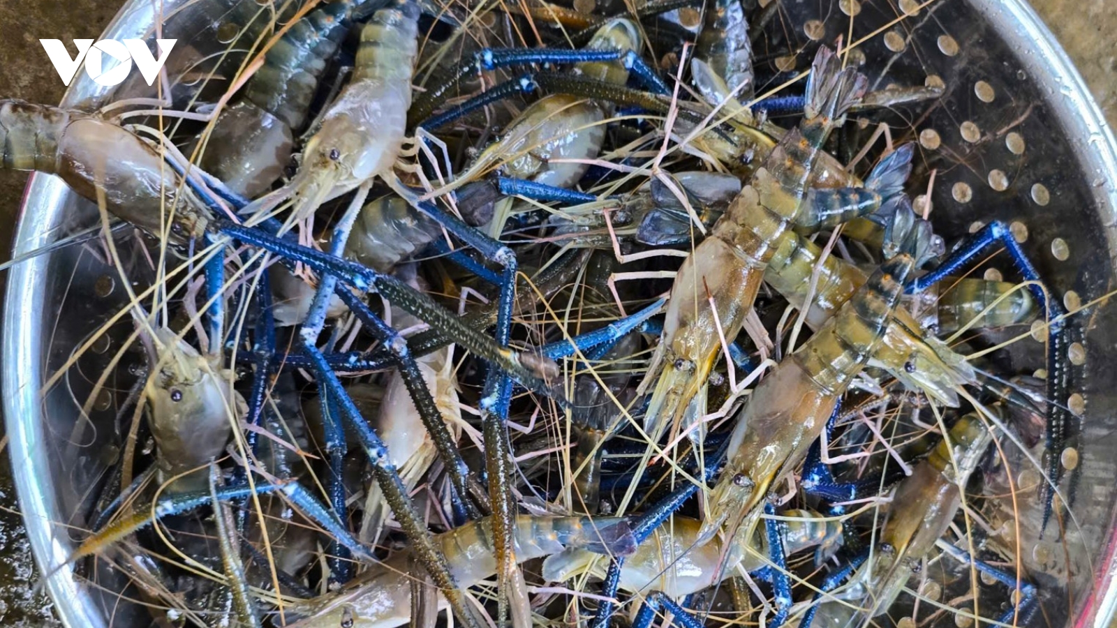 Cà Mau: Nhộn nhịp mùa thu hoạch tôm càng xanh cuối năm