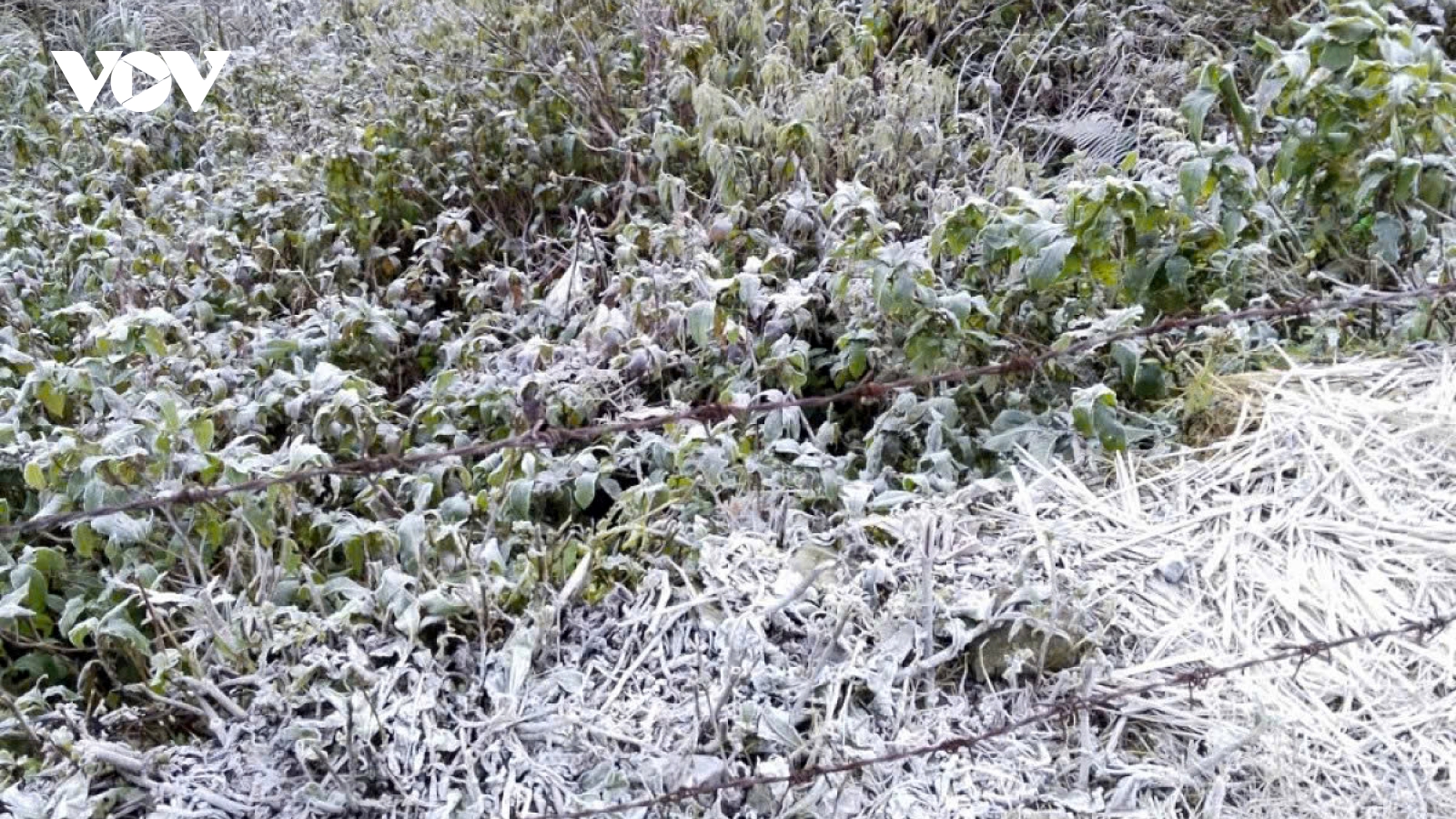 Frost sets in western Nghe An as temperatures drop below zero