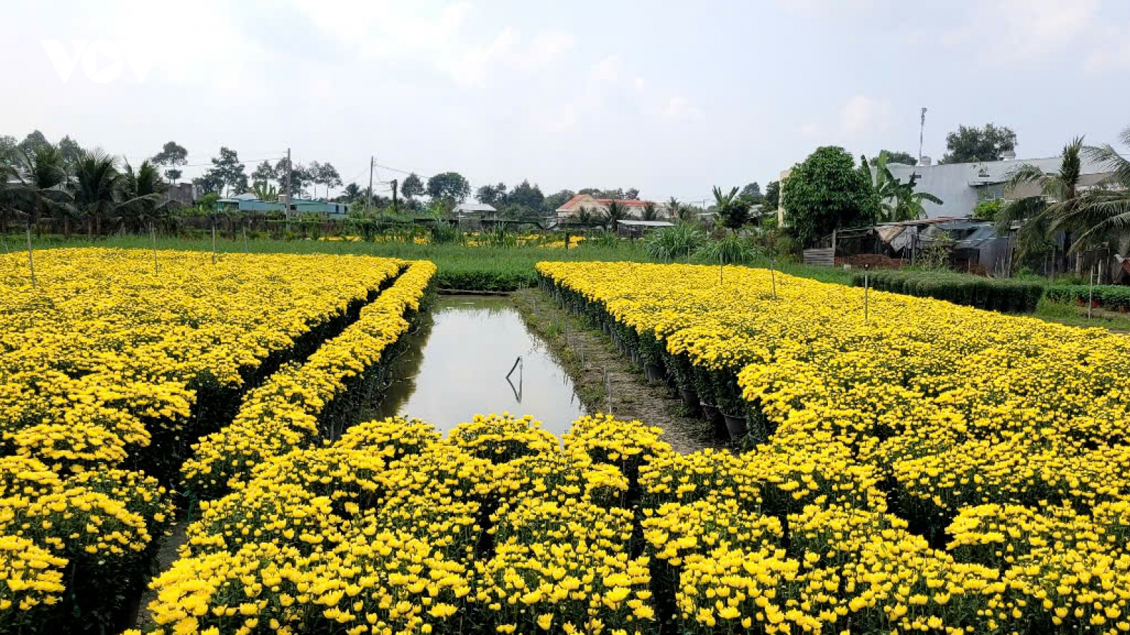 Nông dân ở làng hoa Mỹ Phong (Đồng Tháp) thấp thỏm lo âu vụ mùa Tết