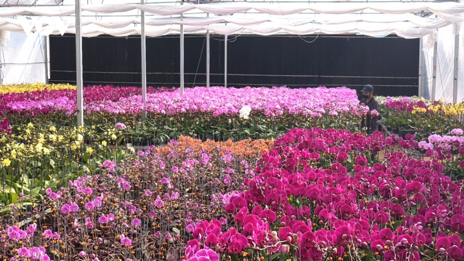 Các vựa lan Hồ Điệp ở Đắk Lắk hối hả vào vụ