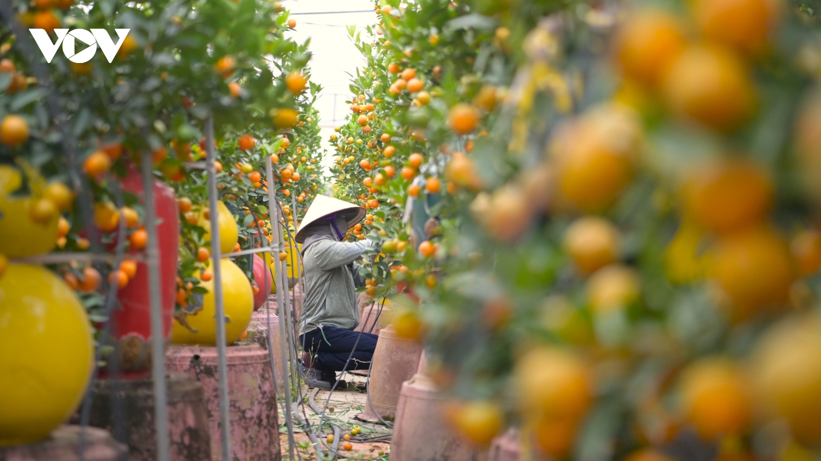 Đã thấy xuân về cùng sắc vàng quất Tứ Liên