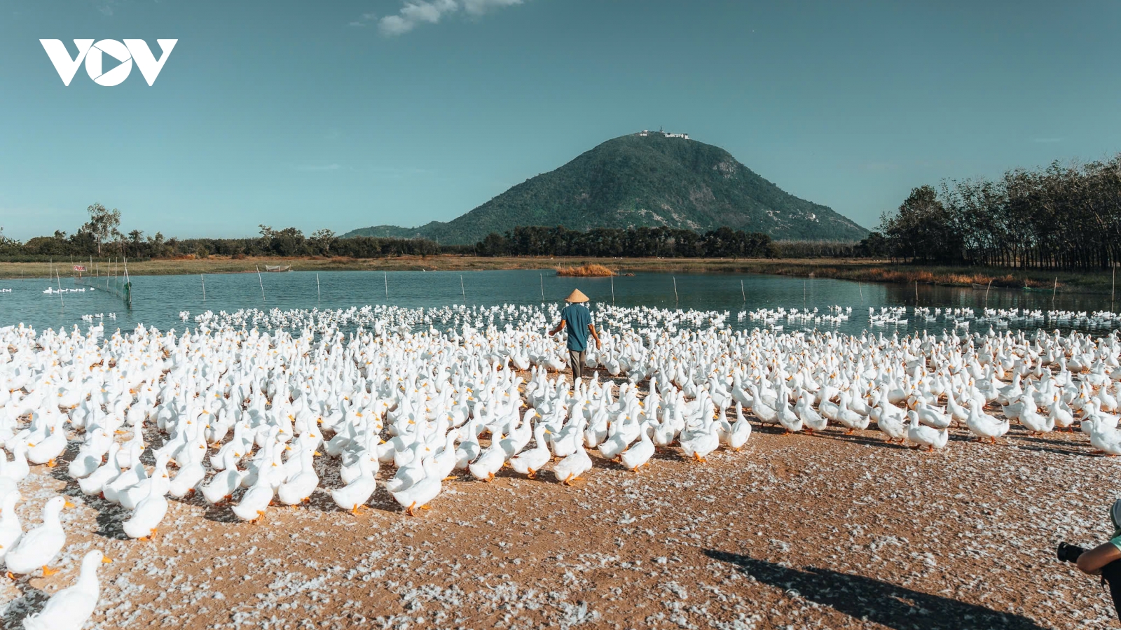 Đàn vịt đồng trắng như tuyết phủ kín cánh đồng dưới chân núi Bà Đen