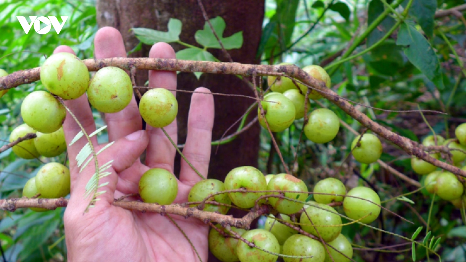 Loại quả rừng từng để rụng bỏ đi, nay thành đặc sản đắt giá
