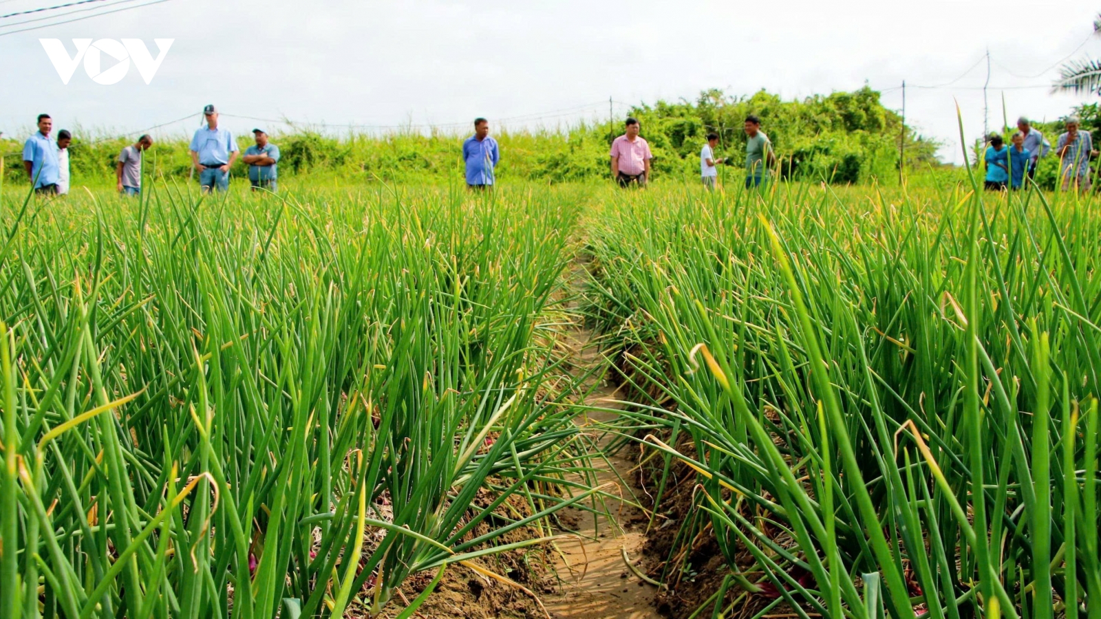 Triển vọng từ giống hành tím mới tại Cần Thơ
