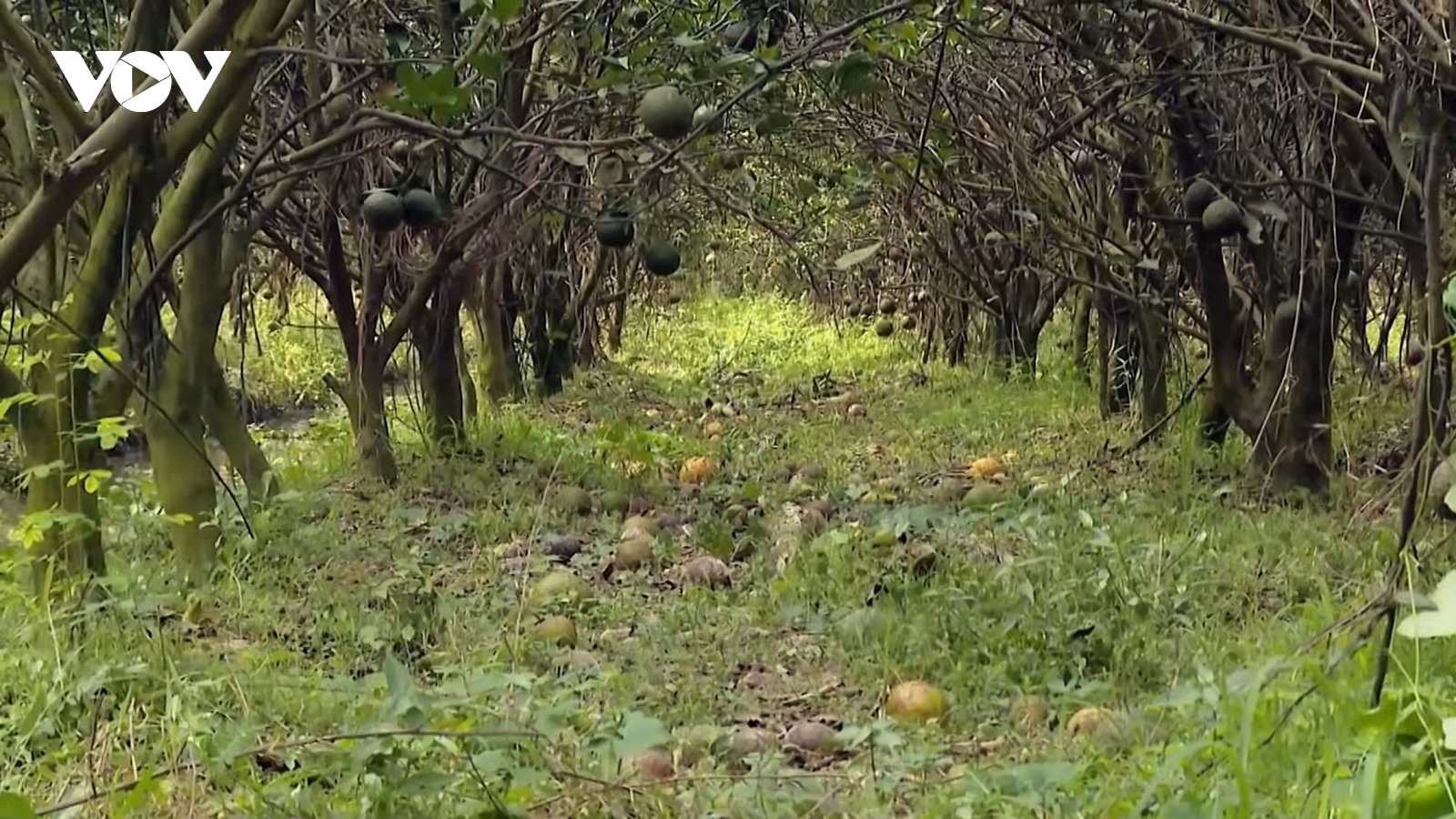 Giá cam sành tiếp tục chạm đáy, nông dân Vĩnh Long lo “mất Tết”