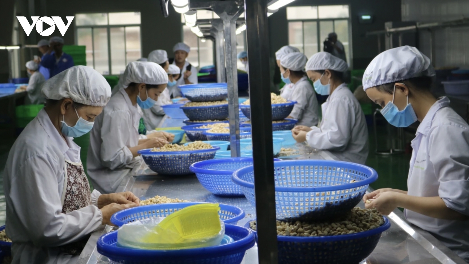 Cashew exports hit record high, joins US$5 billion club