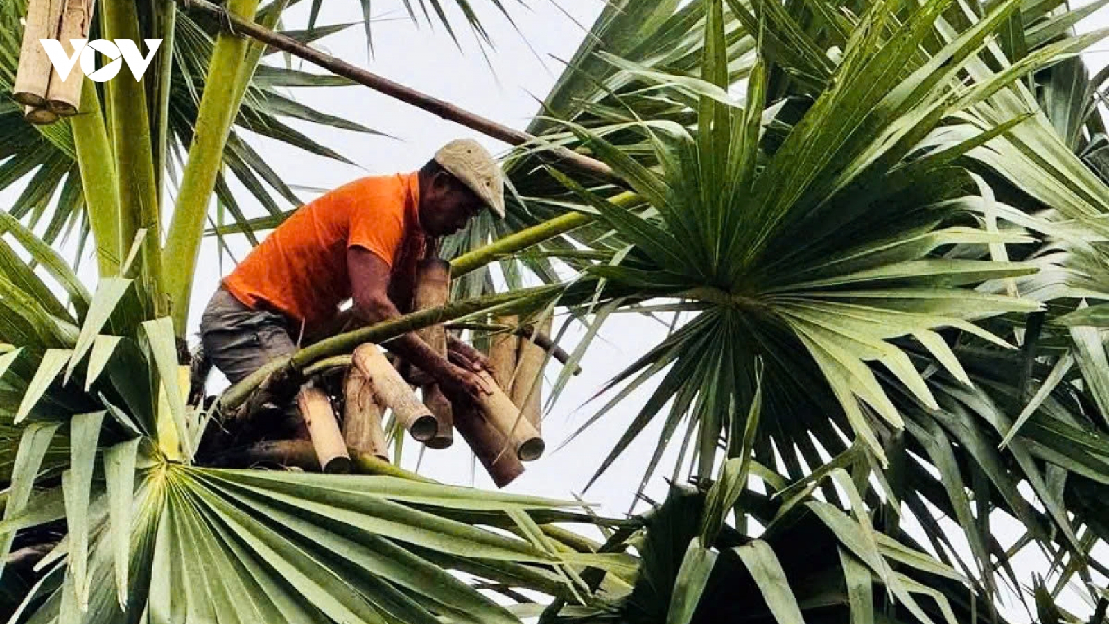 The hard life of toddy palm sugar makers in southern Vietnam