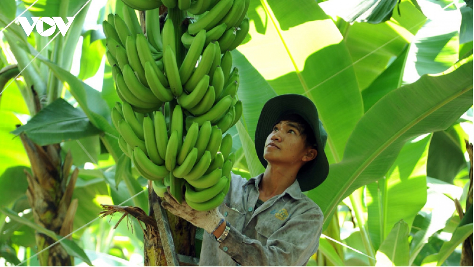 Ahead of Party Congress, farmers call for looser rules to unlock agricultural growth