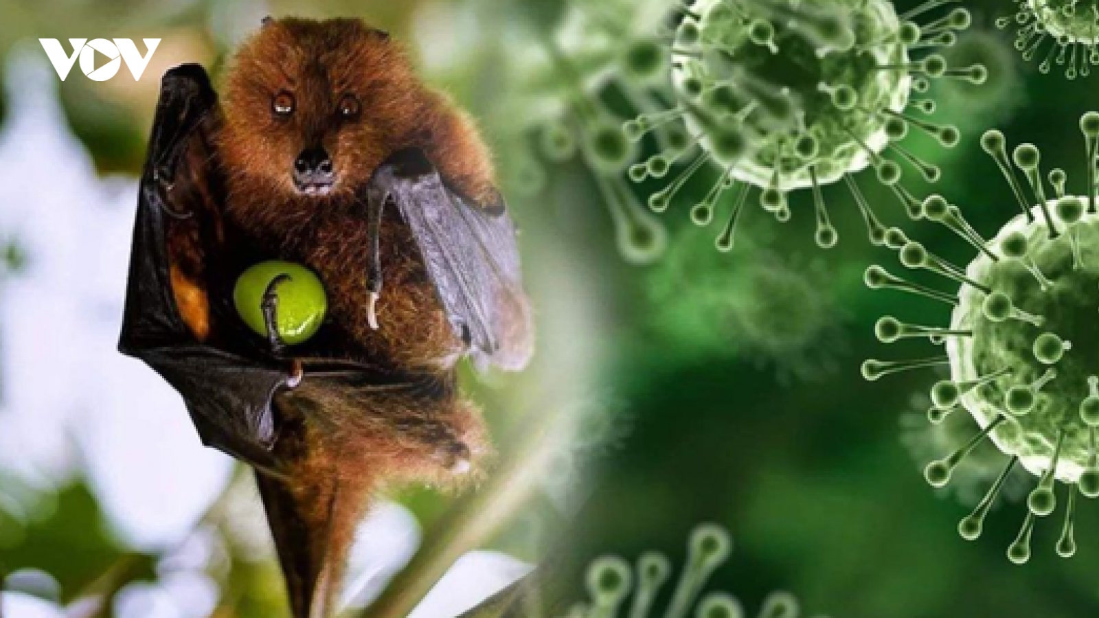 Virus Nipah thuộc bệnh truyền nhiễm nhóm A gây tử vong đến 75% nguy hiểm thế nào?