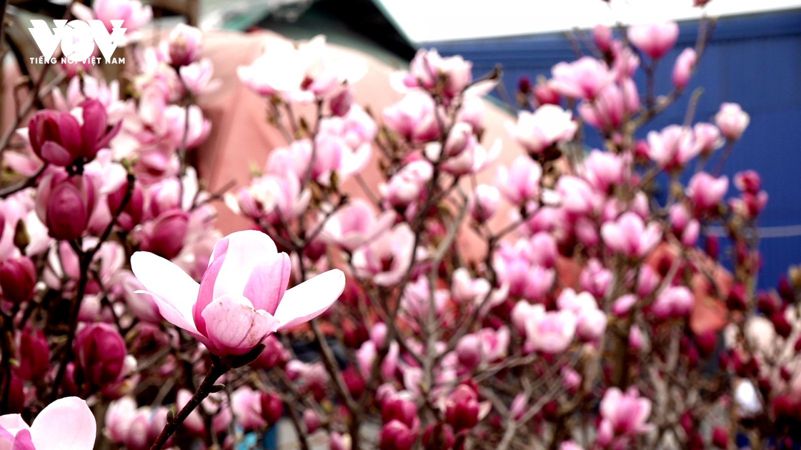 Hoa mộc lan "đẹp lạ" lên ngôi, mang không khí xuân sớm vào phố