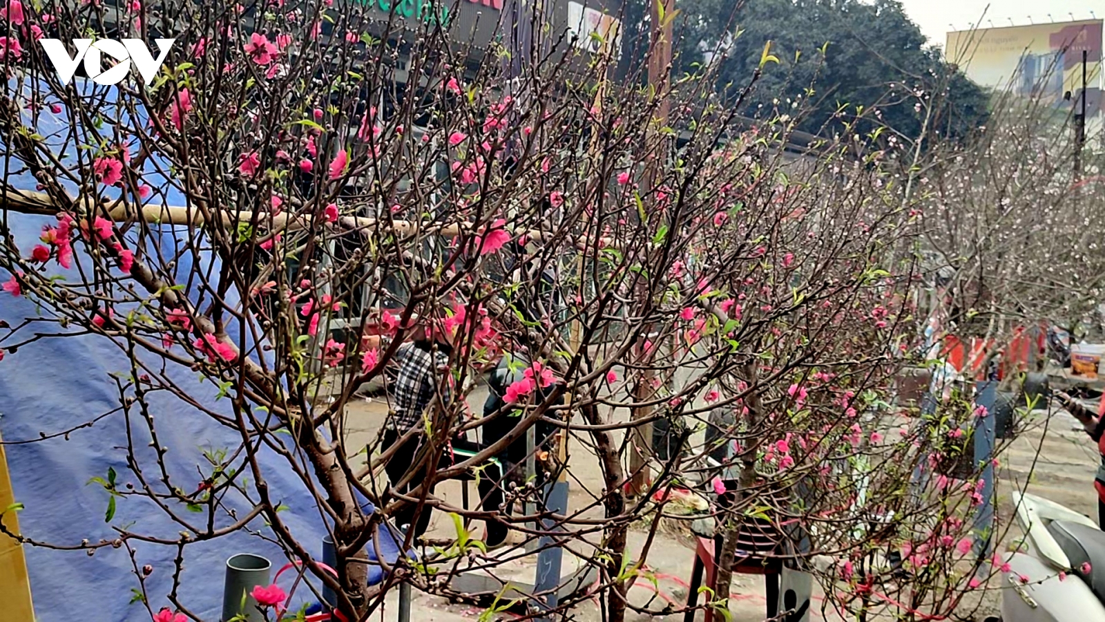 Đào nở sớm, chợ hoa Quảng An (Hà Nội) rực rỡ như sắp Tết
