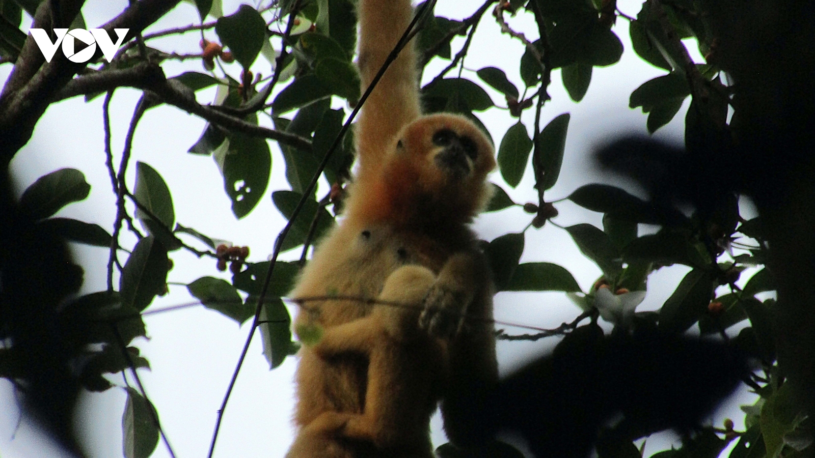 Báu vật thiên nhiên nơi biên giới Việt - Lào