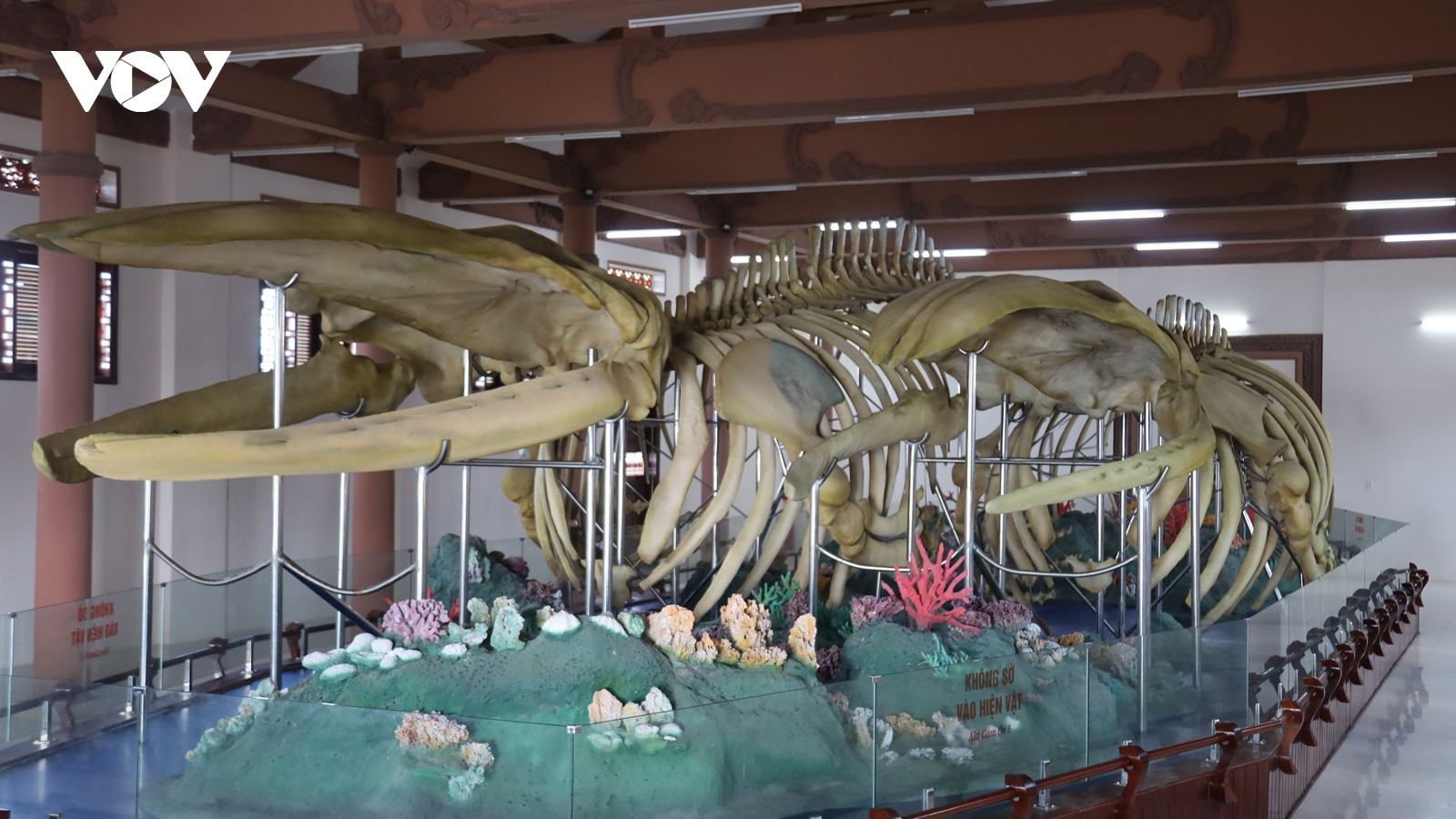 Bộ xương cá ông Lăng Tân xuống cấp nghiêm trọng sau phục dựng