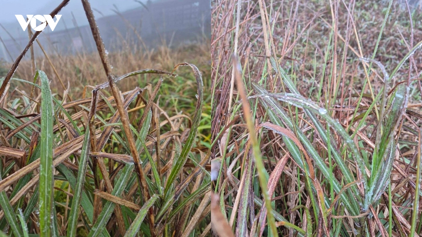 Nhiệt độ xuống 0,3°C, băng giá xuất hiện trên đỉnh Mẫu Sơn