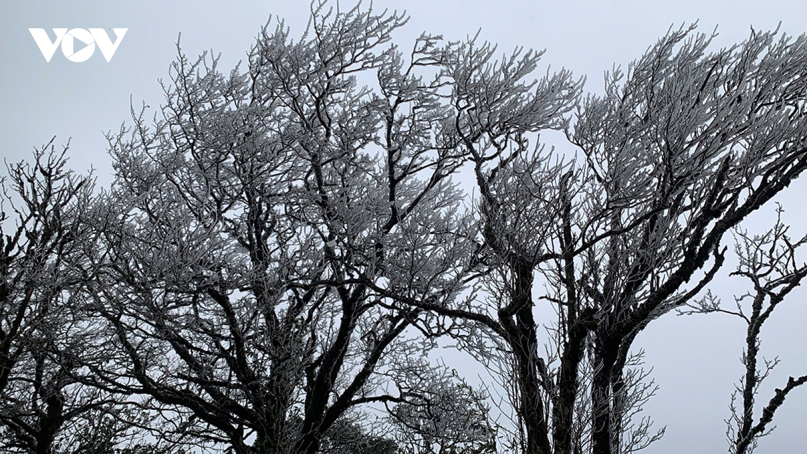 Băng giá xuất hiện trên đỉnh Phia Oắc, Cao Bằng