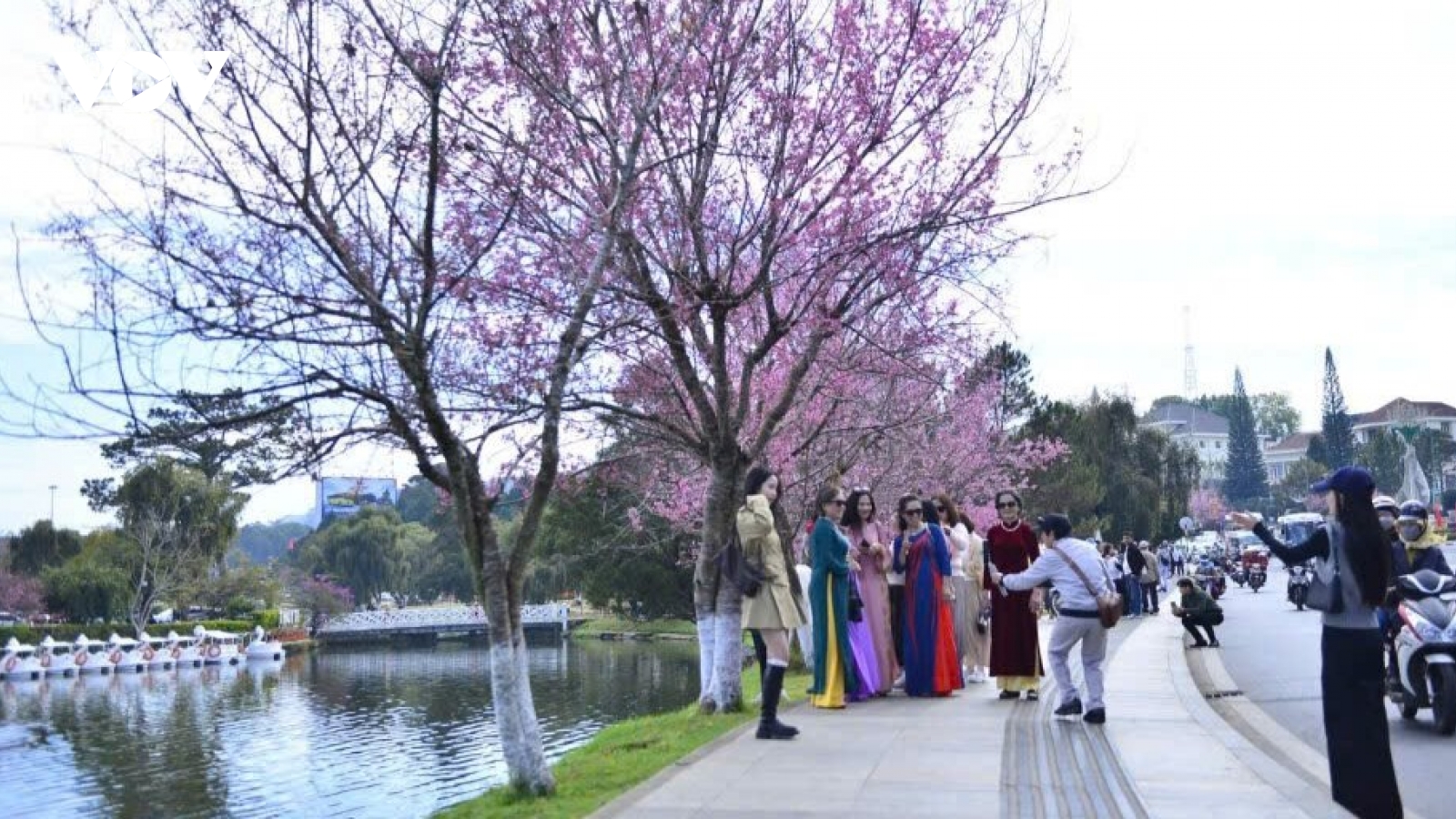 Khép lại lễ hội hoa mai anh đào – Đà Lạt xuân 2026
