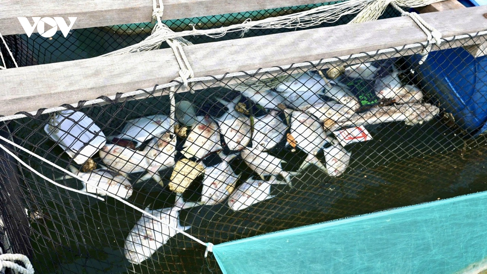 Chết 158 tấn cá lồng bè ở TP.HCM do sốc môi trường