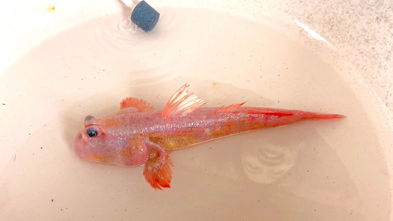 Kỳ thú cá thòi lòi mang sắc hồng lạ mắt tại biển Đất Mũi