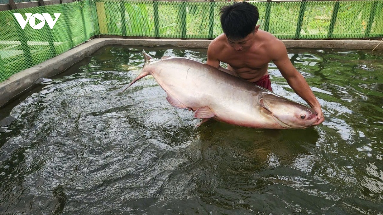 Nhiều loại thủy sản ở Đồng Tháp tăng giá, hút hàng trước Tết Nguyên đán