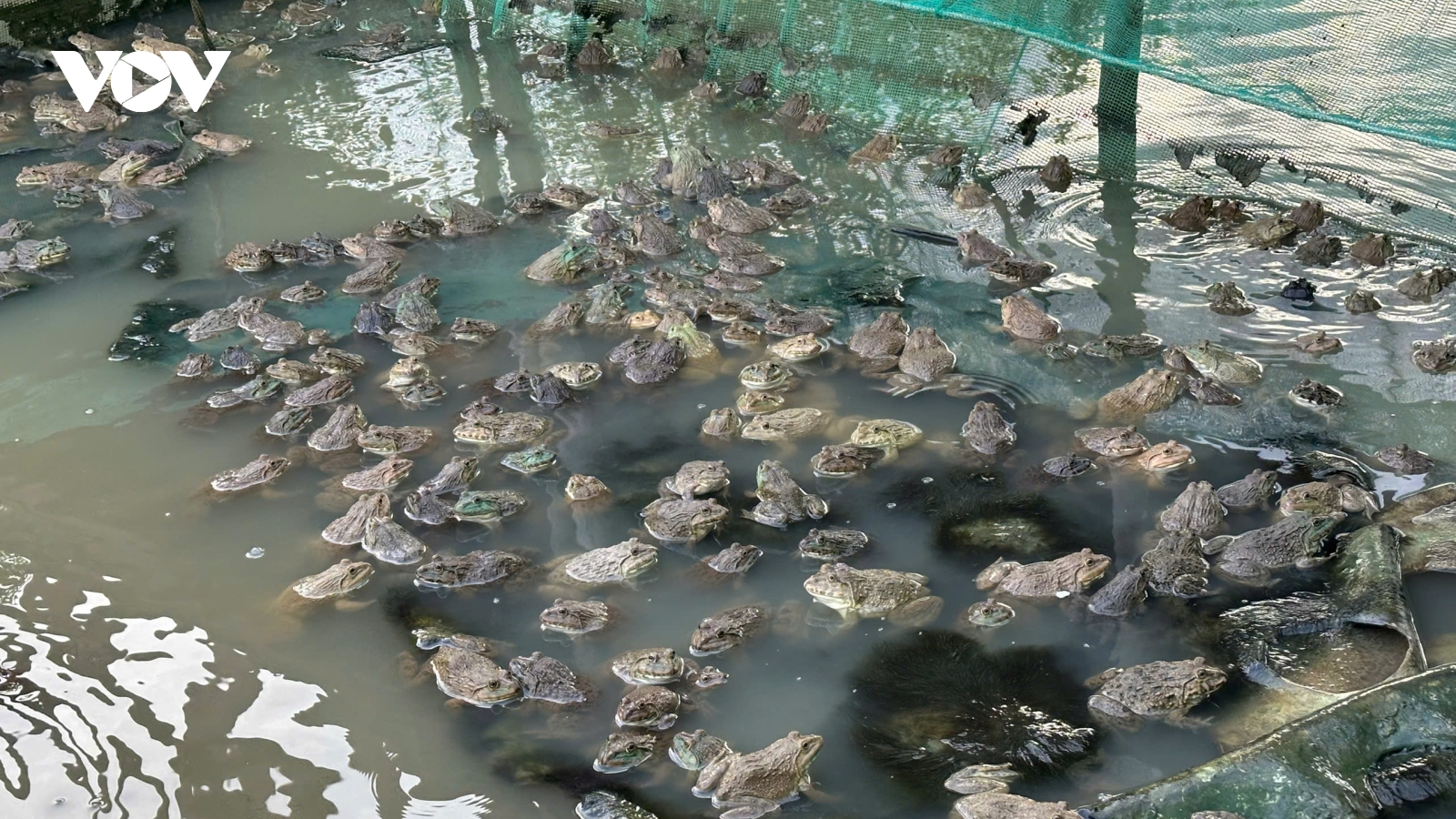 Hỗ trợ đúng nhu cầu và ý chí thoát nghèo của người dân ở Hồng Dân, Cà Mau