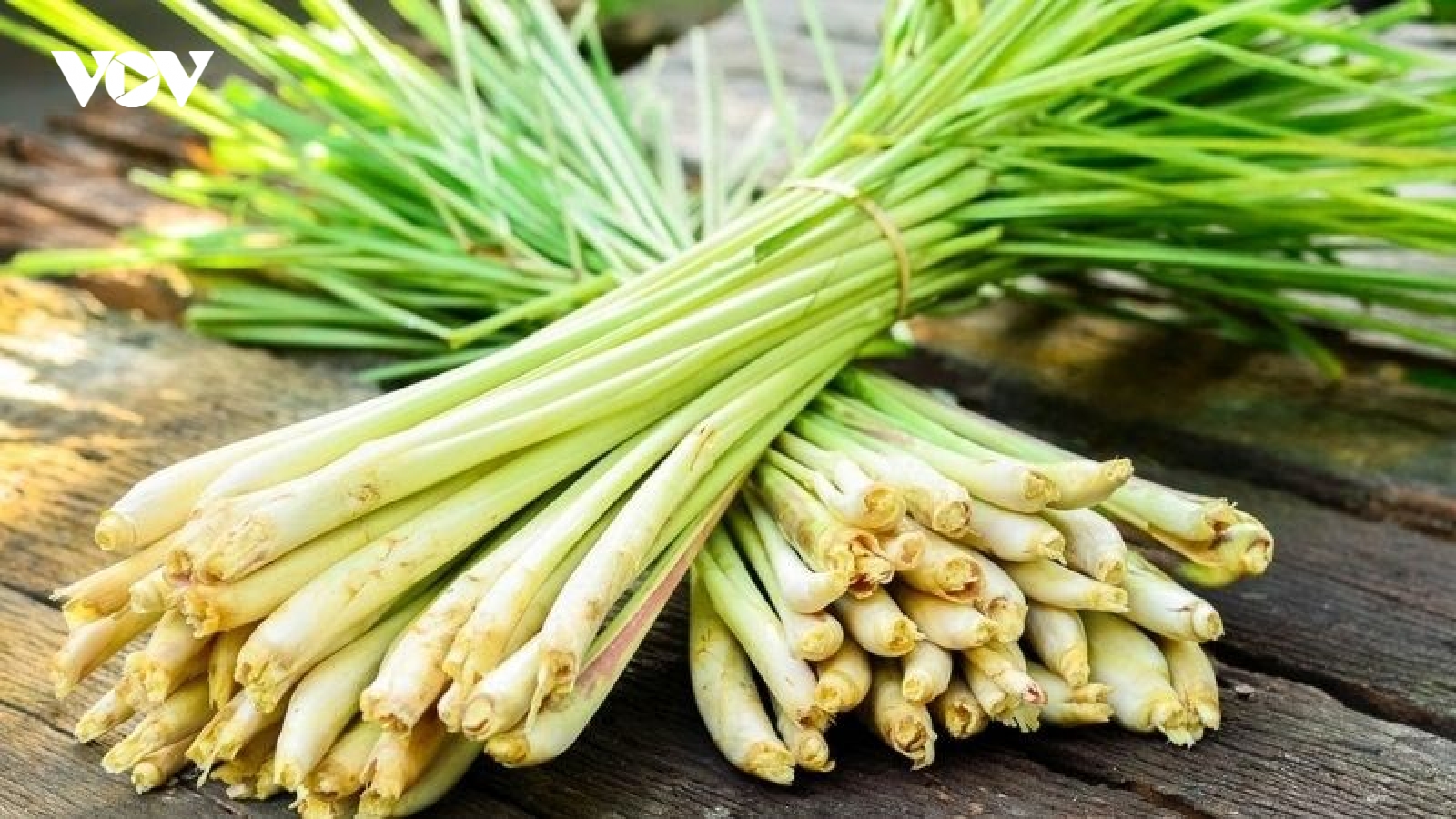 Vì sao cây sả được xem là thảo dược tự nhiên dễ tìm nhất?