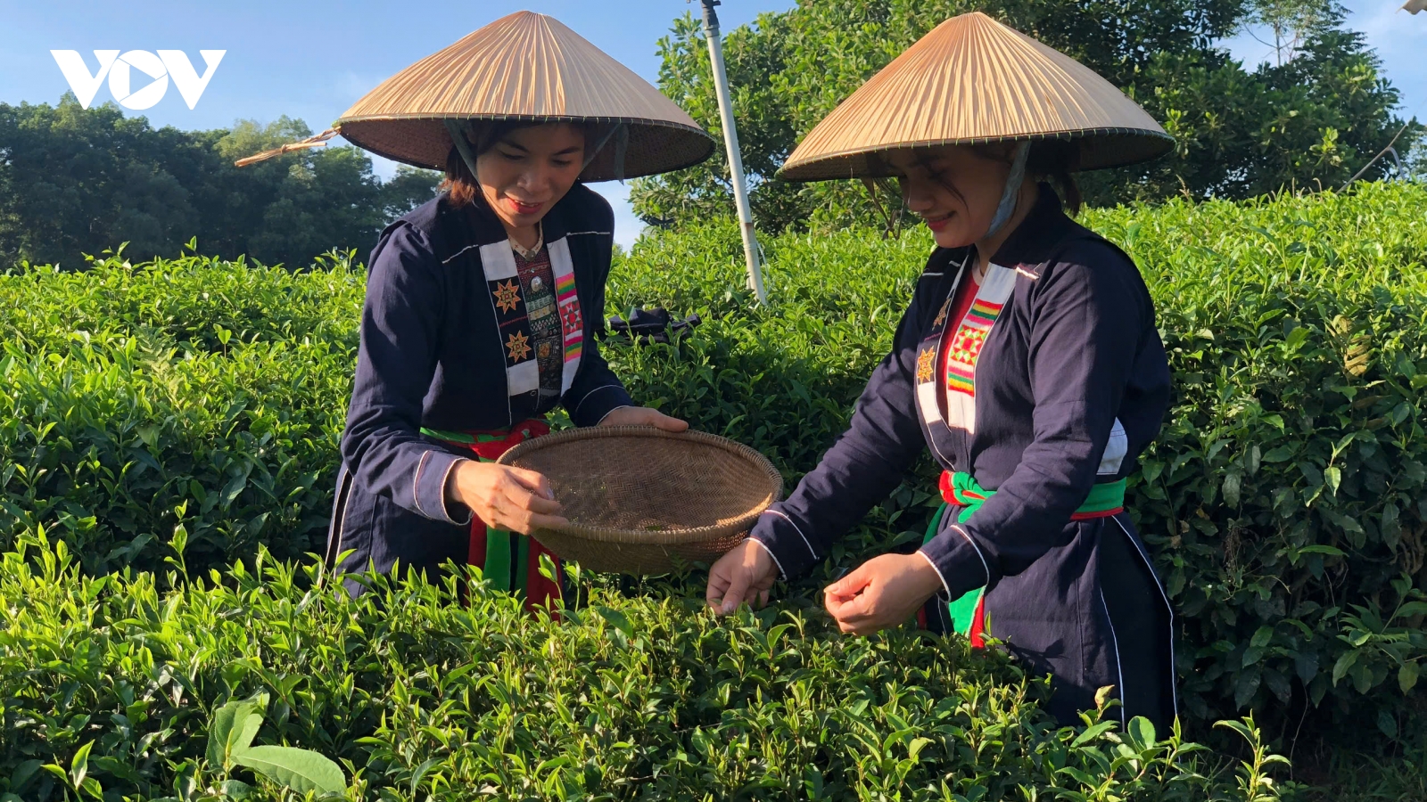 Đưa công nghệ số lên nương chè