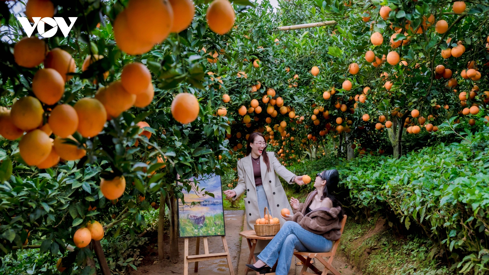 Mùa quả chín thu hút du khách đến với Mộc Châu, Sơn La