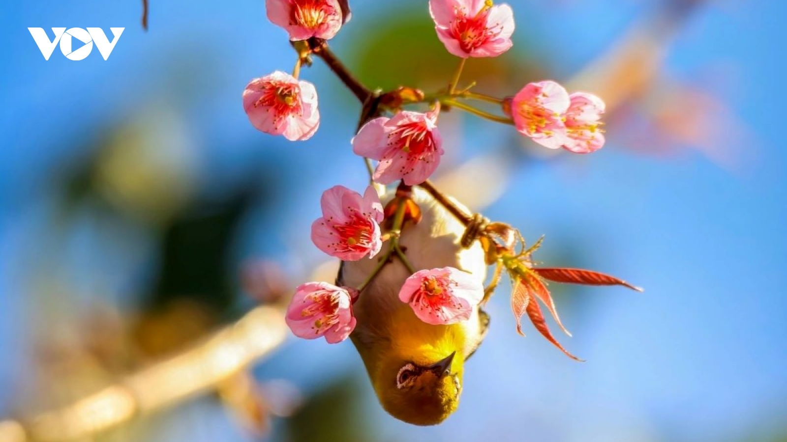 Muong Phang welcomes spring with its 2026 cherry blossom festival
