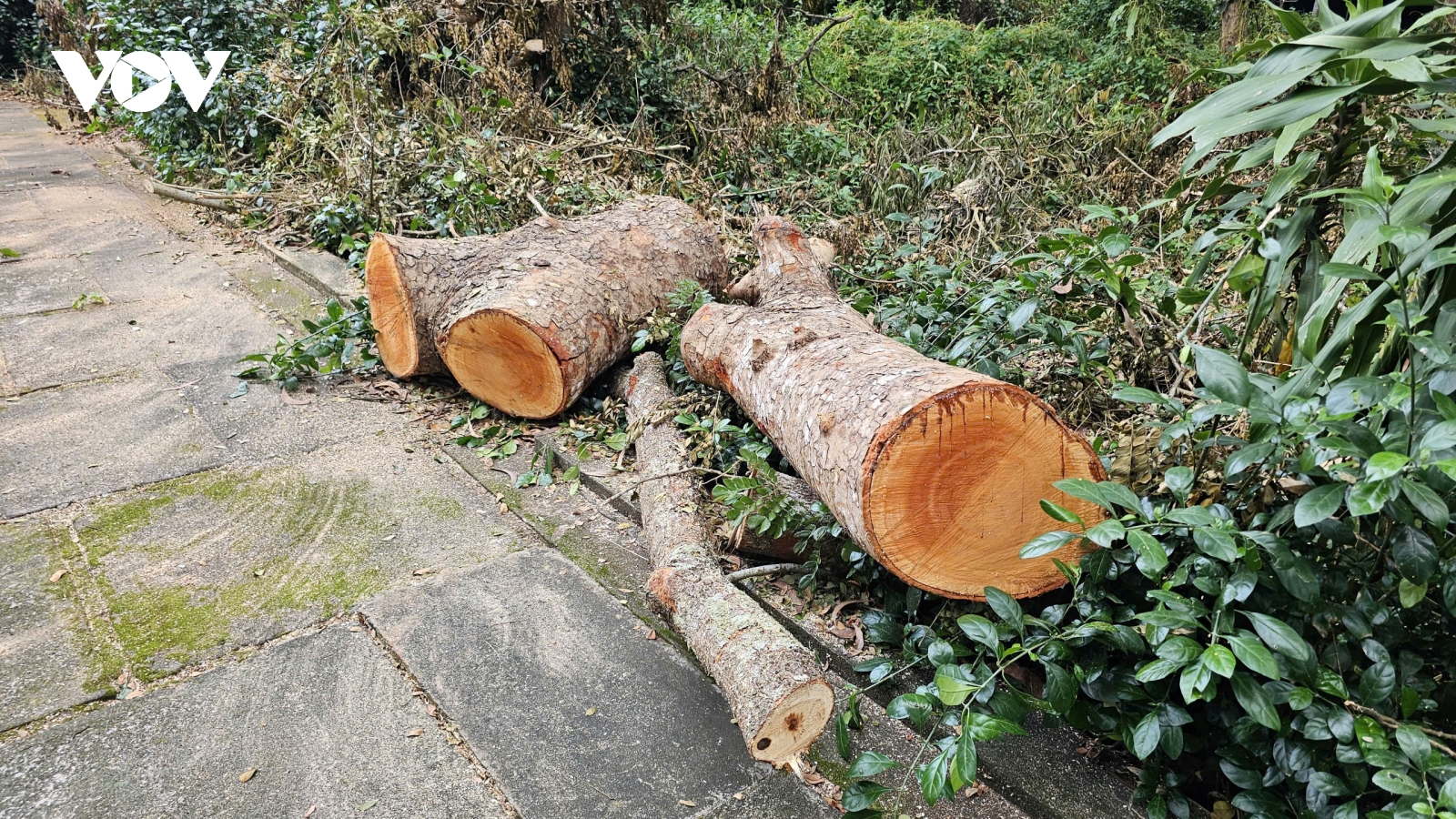 Chuyển hồ sơ sang công an vụ đốn hạ 42 cây xanh tại Khu văn hóa Hồ Nước Ngọt